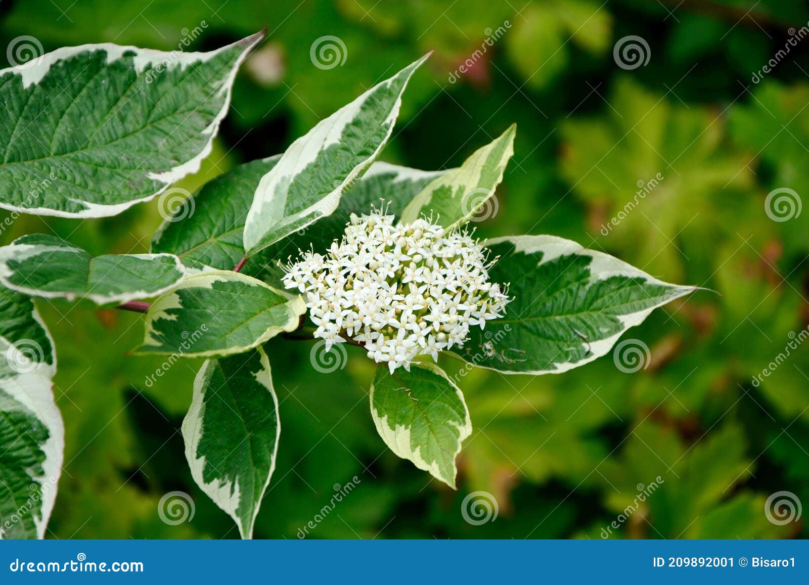 cornus alba with white and green leaves blossom in spring in the garden